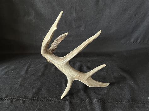 Deer Antler Giant White-tailed Deer Antler. Fresh Drop - Etsy