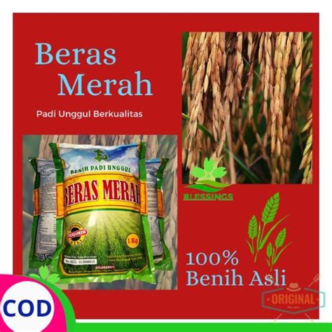 Benih Padi Beras Merah / Bibit Padi Beras Merah TERLARIS COD | Lazada Indonesia