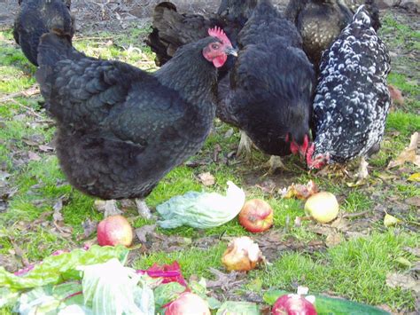 Java Hens Eating Their Breakfast