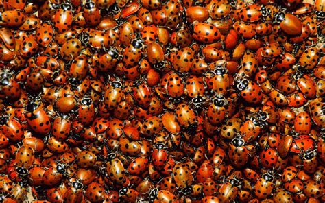 A Massive Ladybug Swarm Is Moving Through California