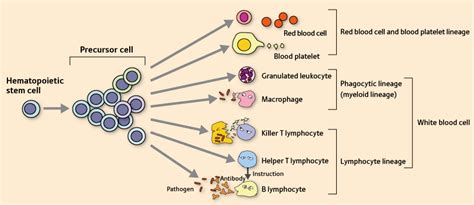 Radical treatment for leukemia under way