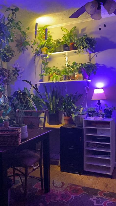 Indoor Plants. Grow lights . How to set up your plants. | Indoor plants, Plants, Grow lights