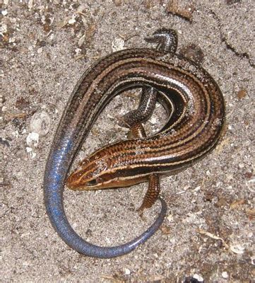 The mysterious blue-tailed skink — Blue Ridge Discovery Center