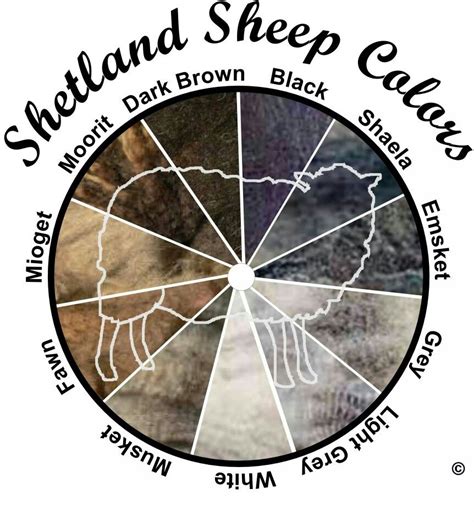 Natural colors | Shetland sheep, Sheep, Shetland