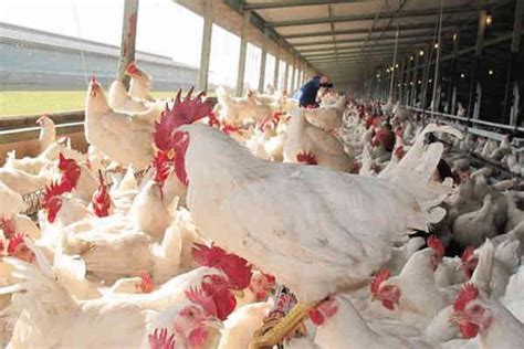 12 Poultry Farming Tips For Beginners [Success Guide] - Agrolearner.com