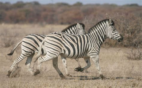 Khama Rhino Sanctuary - Drive Botswana