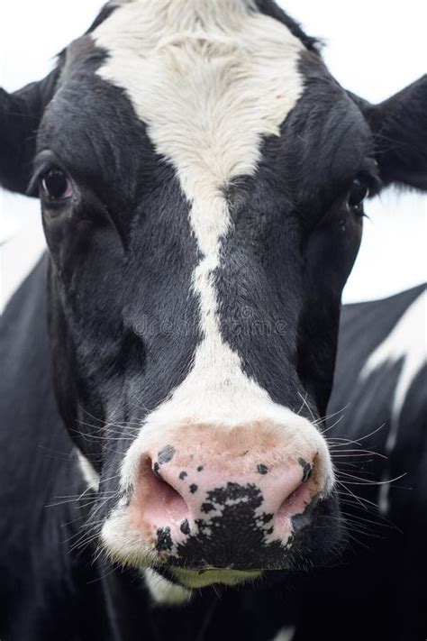 Cow, face close up stock image. Image of cattle, mammals - 98741897