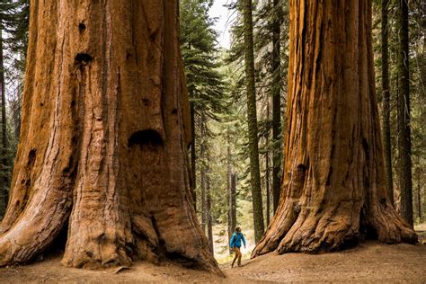 Meet the Giant Sequoia, the 'Super Tree' Built to Withstand Fire ...