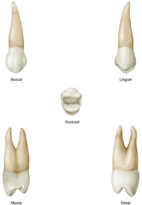 9: The Permanent Maxillary Premolars | Pocket Dentistry