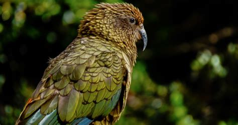 6 things to know about kea, the Zoo's newest parrot species| Cleveland Zoological Society | May ...