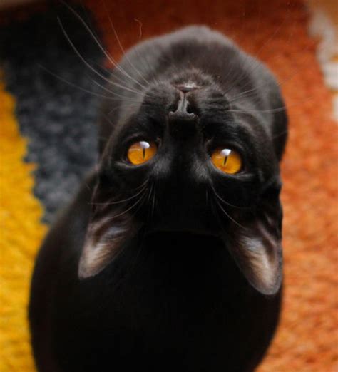 Black Cat With Orange Eyes Pictures, Photos, and Images for Facebook, Tumblr, Pinterest, and Twitter