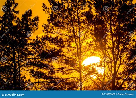 Pine trees at sunset stock image. Image of pine, dawn - 176893689