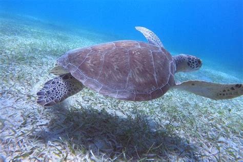 Culebra Island Flamenco Beach with Snorkeling and Ferry Transport 2024 ...