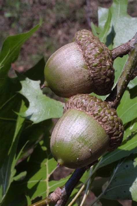 Shumard Oak Trees For Sale | Wildtree Native Tree & Plant Nursery