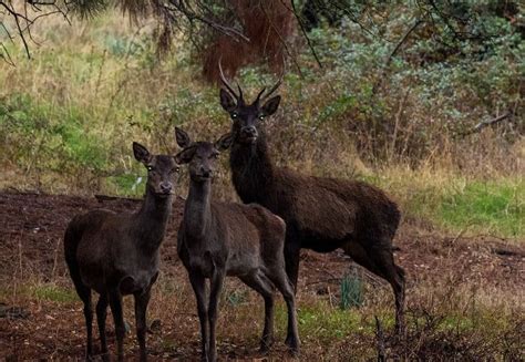 Everything You Need to Know About African Deer - Africa Freak