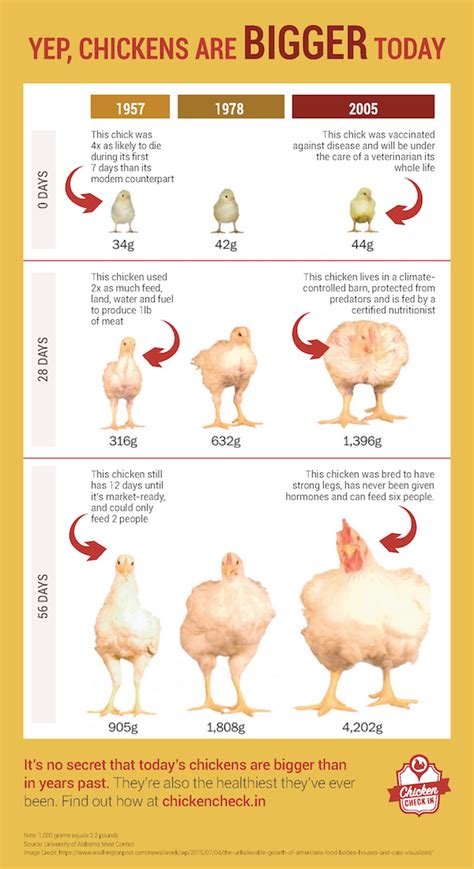 Broiler Chicken Growth Chart