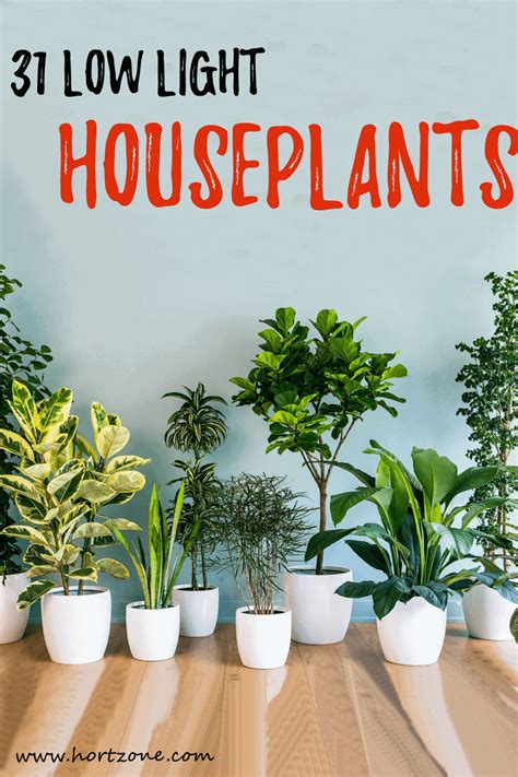 31 Low Light Houseplants That You Shouldn’t Miss Out | Hort Zone