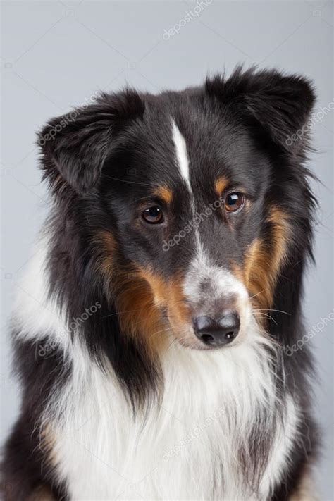 Border collie dog black brown and white isolated against grey ba ...