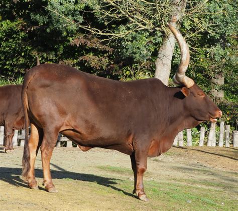 Ankole-Watusi cattle (Bos taurus indicus), 2020-10-10 - ZooChat