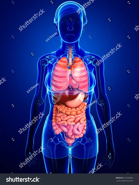 Illustration Of Female Digestive System - 207205882 : Shutterstock