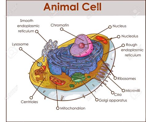 The Cell: Theory & Structure - HubPages