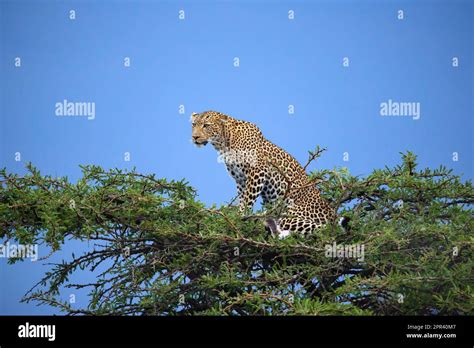 leopard (Panthera pardus), leopardess sits on treetop and peering, side view, Kenya, Masai Mara ...