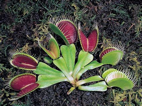 Venus flytrap | Description, Diet, & Facts | Britannica | Venus fly trap, Carnivorous plants ...