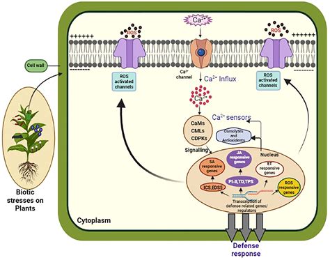 Frontiers | The calcium connection: exploring the intricacies of calcium signaling in plant ...