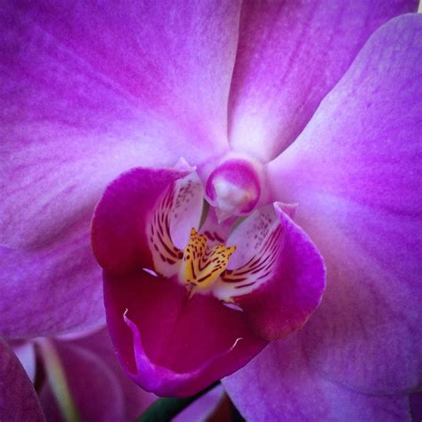 Pink orchid flower