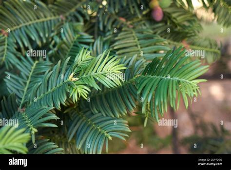 Taxus baccata leaves and seeds Stock Photo - Alamy