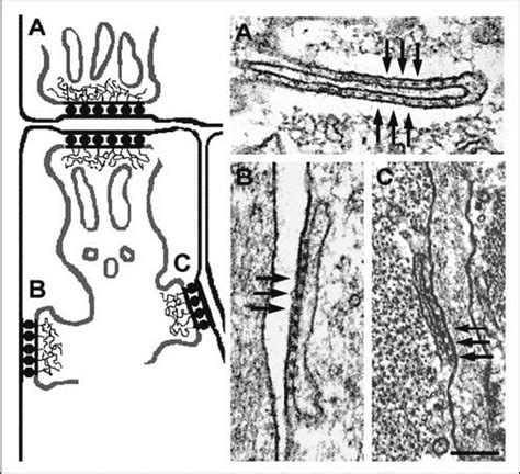 Examples of Calcium Release Units in muscle cells. A) Triads are... | Download Scientific Diagram