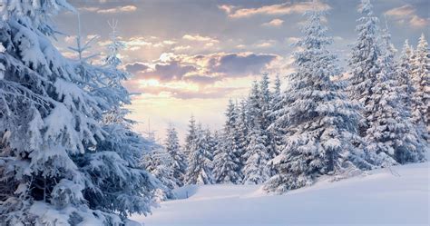 Winter Forest 4K Wallpapers - Top Free Winter Forest 4K Backgrounds ...