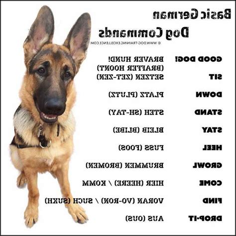 German Shepherd Dog Training Commands