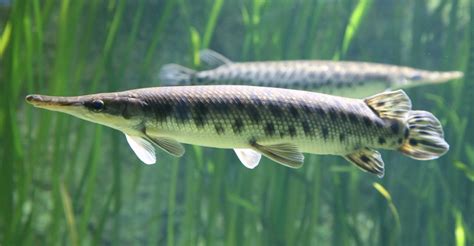 Shortnose Gar (Reptiles, Amphibians and Fish of Montana) · iNaturalist