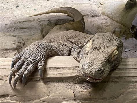 The exterior of a Komodo Dragon is made of thousands of tiny bones called osteoderms. They are ...