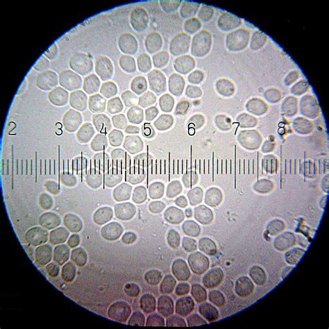 Saccharomyces cerevisiae – Wikipédia, a enciclopédia livre