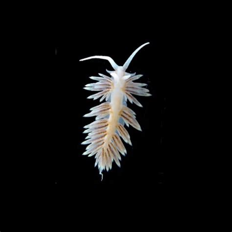 Small/Medium Berghia Nudibranch (Aiptasia Eating) – New Wave Aquaria