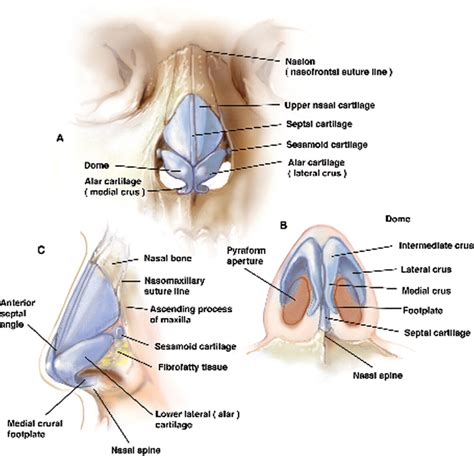 EM Didactic: Nasal Fractures - ED Management