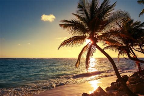 Palm Tree Caribbean Beach Wallpaper Wall Mural