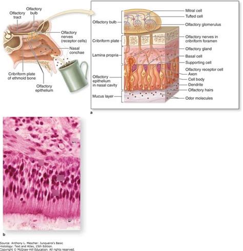 Olfactory mucosa histology Diagram | Quizlet