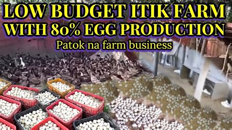 LOW BUDGET ITIK FARM WITH 80% EGG PRODUCTION || itik farming - YouTube