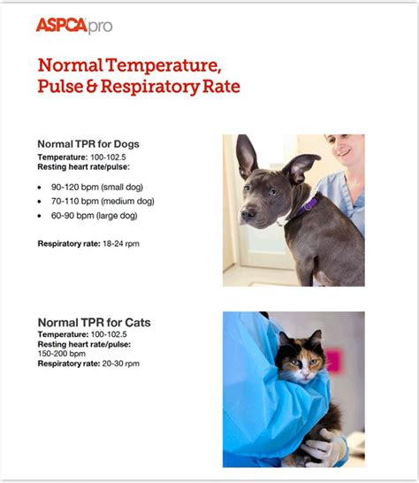 Normal Cat Respiratory Rate