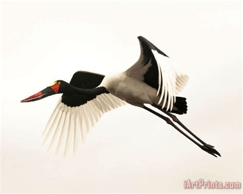 Collection Red-crowned Crane painting - Red-crowned Crane print for sale