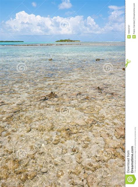 Coral reef, Belize. stock image. Image of coral, caribbean - 19953737