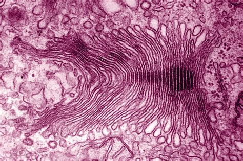 Micrograph Of Golgi Apparatus