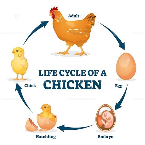 Life cycle of chicken vector illustration. Labeled educational hen ...