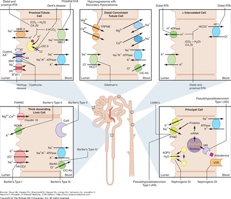 USMLE COMLEX Study Guides : First Aid Renal Physiology Part ll | Renal physiology, Physiology ...