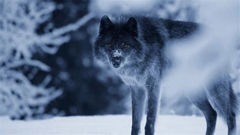 Newly released Colorado wolves linked to depredation in Grand County ...