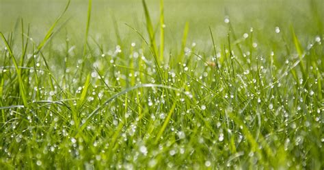 Grass Seed Germination Temperature [GUIDE] - Lawn Chick