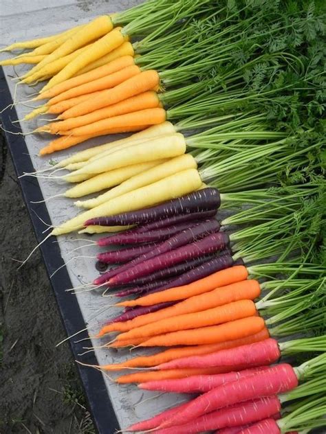 Heirloom Carrots with New World Carrots (the orange ones...look it up ;-) ) | Color Therapy ...